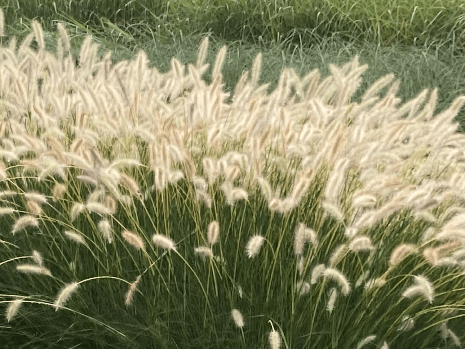 Eigen creatie: Pennisetum 'Neon Lights' !!